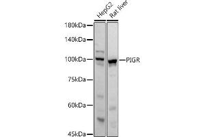 Western blot analysis of extracts of various cell lines, using PIGR antibody (ABIN6128562, ABIN6145618, ABIN6145620 and ABIN6221728) at 1:1000 dilution. (PIGR Antikörper  (AA 661-764))