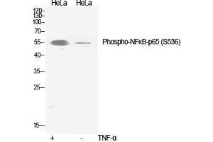 Western Blot (WB) analysis of specific cells using Phospho-NFkappaB-p65 (S536) Polyclonal Antibody.