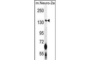 Western blot analysis in mouse Neuro-2a cell line lysates (35ug/lane). (CAMSAP1 Antikörper  (N-Term))