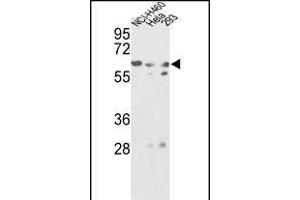 Western blot analysis of GNS Antibody (Center ) (ABIN390493 and ABIN2840852) in NCI-, Hela, 293 cell line lysates (35 μg/lane). (GNS Antikörper  (AA 283-313))