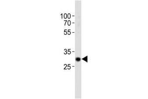 Western blot analysis of lysate from mouse kidney tissue using Hes1 antibody diluted at 1:1000. (HES1 Antikörper  (AA 102-137))