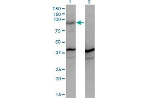 Western Blot analysis of PCDHGA2 expression in transfected 293T cell line by PCDHGA2 monoclonal antibody (M01A), clone 2A7. (PCDHGA2 Antikörper  (AA 223-331))