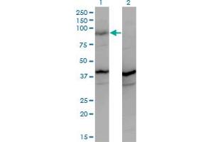 Western Blot analysis of PCDHGA2 expression in transfected 293T cell line by PCDHGA2 monoclonal antibody (M01A), clone 2A7.