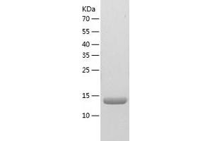 Western Blotting (WB) image for Calmodulin 1 (Calm1) (AA 2-149) protein (His tag) (ABIN7122099) (Calmodulin 1 Protein (Calm1) (AA 2-149) (His tag))