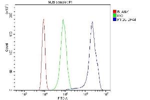 Flow Cytometry analysis of K562 cells using anti-MCAK antibody (ABIN3043278). (KIF2C Antikörper  (AA 531-725))