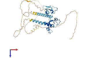 MBNL2 Protein (AA 1-373) (His tag)