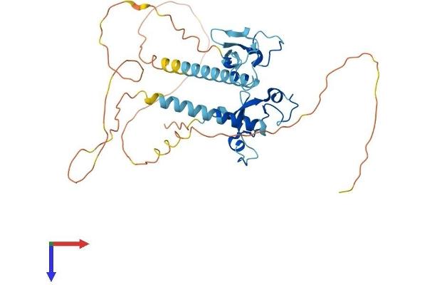 MBNL2 Protein (AA 1-373) (His tag)