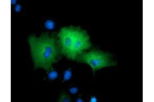 Immunofluorescence (IF) image for anti-rho GTPase Activating Protein 25 (ARHGAP25) antibody (ABIN1496708) (ARHGAP25 Antikörper)