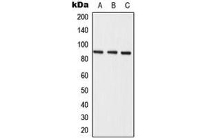 Western blot analysis of Semaphorin 3E expression in A549 (A), mouse liver (B), rat liver (C) whole cell lysates.
