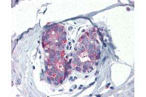 Anti-FOXL1 antibody IHC of human breast. (FOXL1 Antikörper)