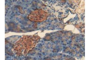 IHC-P analysis of Mouse Pancreas Tissue, with DAB staining. (Insulin Antikörper  (AA 25-54, AA 90-110))