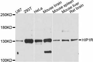 Western blot analysis of extracts of various cell lines, using HIP1R antibody. (HIP1R Antikörper  (AA 300-600))