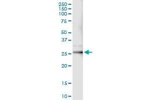 Immunoprecipitation of JUNB transfected lysate using anti-JUNB MaxPab rabbit polyclonal antibody and Protein A Magnetic Bead , and immunoblotted with JUNB MaxPab mouse polyclonal antibody (B01) . (JunB Antikörper  (AA 1-347))