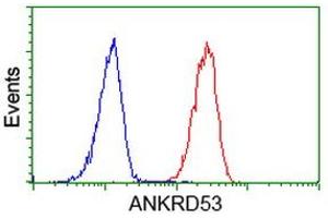 Image no. 2 for anti-Ankyrin Repeat Domain 53 (ANKRD53) (AA 1-300) antibody (ABIN1490722) (ANKRD53 Antikörper  (AA 1-300))