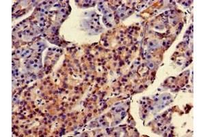 Immunohistochemistry of paraffin-embedded human pancreatic tissue using ABIN7170725 at dilution of 1:100 (STMN2 Antikörper  (AA 61-129))