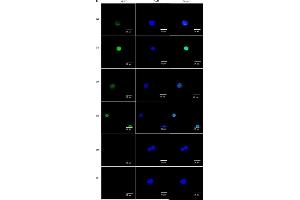 Immunofluorescence (Cultured Cells) (IF (cc)) image for anti-Mucin 2, Oligomeric Mucus/gel-Forming (MUC2) (C-Term) antibody (ABIN2854828)