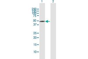 Western Blot analysis of SLC16A1 expression in transfected 293T cell line by SLC16A1 MaxPab polyclonal antibody. (SLC16A1 Antikörper  (AA 1-500))