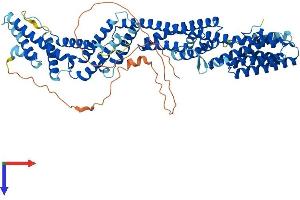TNFAIP2 Protein (AA 1-691) (His tag)