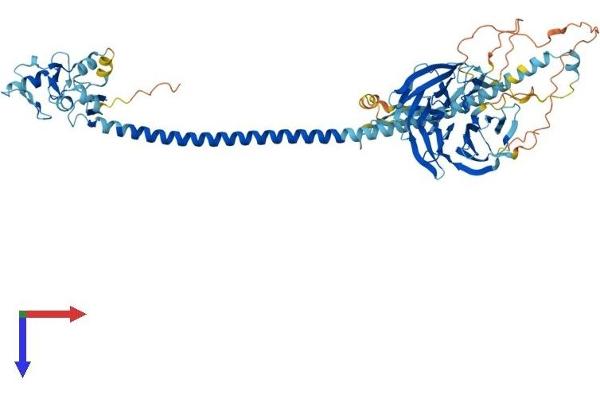 TRIM32 Protein (AA 1-655) (His tag)
