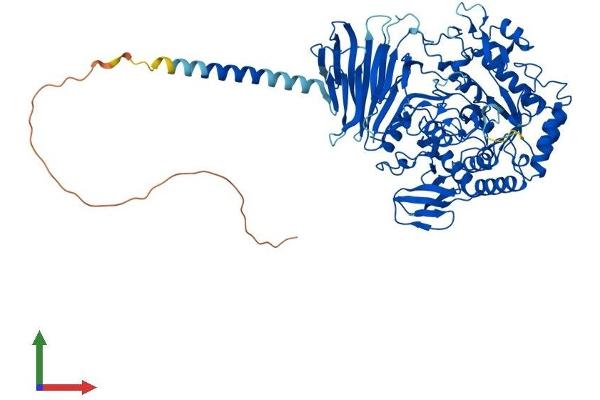 MYORG/KIAA1161 Protein (AA 1-716) (His tag)