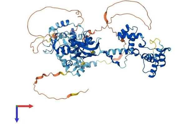MTA2 Protein (AA 1-668) (His tag)