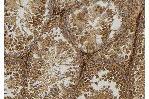 ABIN6277584 at 1/100 staining Mouse testis tissue by IHC-P. (GLUL Antikörper  (C-Term))