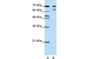 Western Blotting (WB) image for anti-Transcription Factor 3 (E2A Immunoglobulin Enhancer Binding Factors E12/E47) (TCF3) antibody (ABIN2461685) (TCF3 Antikörper)