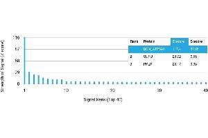 Protein Array (PAr) image for anti-ATP Synthase, H+ Transporting, Mitochondrial F1 Complex, alpha Subunit 1, Cardiac Muscle (ATP5A1) antibody (ABIN7456339)