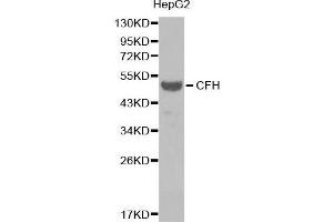 Western blot analysis of extracts of HepG2 cell line, using CFH antibody. (Complement Factor H Antikörper  (AA 20-270))