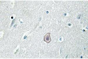Image no. 2 for anti-Prostaglandin E Receptor 3 (Subtype EP3) (PTGER3) antibody (ABIN317859) (PTGER3 Antikörper)