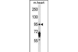 EXOC6B Antibody (C-term) (ABIN657578 and ABIN2846582) western blot analysis in mouse heart tissue lysates (35 μg/lane).