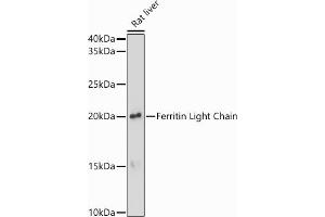 Western blot analysis of extracts of Rat liver, using Ferritin Light Chain antibody (ABIN6133515, ABIN6140791, ABIN6140792 and ABIN6218871) at 1:1000 dilution.