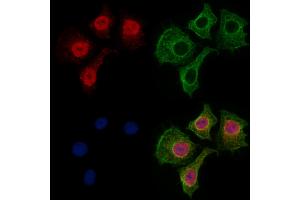 ABIN7094569 and ABIN7098618 staining HepG2 cells by IF/ICC. (Spt6 Antikörper  (C-Term))