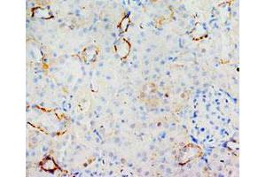 Immunohistochemical analysis of paraffin-embedded rat kidney sections, stain MIF in cytoplasm DAB chromogenic reaction. (MIF Antikörper  (C-Term))