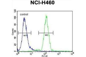 Flow cytometric analysis of NCI-H460 cells using FUT4 Antibody (C-term) Cat. (CD15 Antikörper  (C-Term))