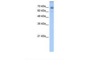 Image no. 1 for anti-Ligand of Numb-Protein X 1 (LNX1) (AA 431-480) antibody (ABIN320787) (LNX1 Antikörper  (AA 431-480))