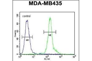 CLEC10A Antibody (N-term) (ABIN654515 and ABIN2844239) flow cytometric analysis of MDA-M cells (right histogram) compared to a negative control cell (left histogram). (CLEC10A Antikörper  (N-Term))