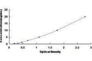 ELISA image for Synergin gamma (SYNRG) ELISA Kit (ABIN421710)