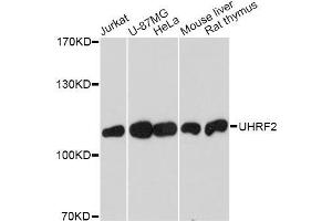 Western blot analysis of extracts of various cell lines, using UHRF2 antibody (ABIN5971304) at 1/1000 dilution. (UHRF2 Antikörper)