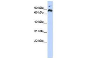 Image no. 1 for anti-PHD Finger Protein 21A (PHF21A) (AA 324-373) antibody (ABIN6742488) (PHF21A Antikörper  (AA 324-373))