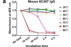 ELISA and SDS-PAGE analysis under thermal stress. (Kaninchen anti-Maus IgG (Fc Region) Antikörper (Alkaline Phosphatase (AP)))