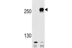 Western Blotting (WB) image for anti-Mechanistic Target of Rapamycin (serine/threonine Kinase) (mTOR) (AA 2459-2488) antibody (ABIN3031742)