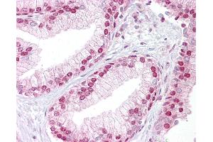 Anti-TCEA1 antibody IHC of human prostate. (TCEA1 Antikörper  (AA 71-120))