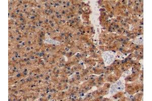 Detection of APOE in Porcine Liver Tissue using Polyclonal Antibody to Apolipoprotein E (APOE) (APOE Antikörper  (AA 16-175))