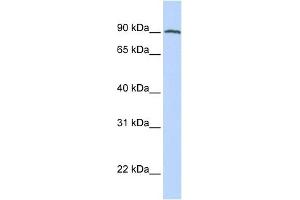 FOLH1 antibody used at 1 ug/ml to detect target protein. (PSMA Antikörper)