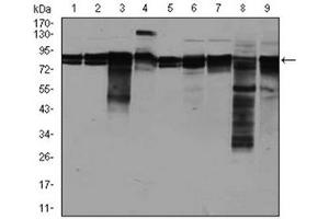 Western Blotting (WB) image for anti-Eukaryotic Translation Initiation Factor 4B (EIF4B) antibody (ABIN1107074) (EIF4B Antikörper)