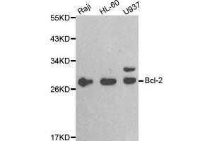 Western blot analysis of extracts of various cell lines, using BCL2 antibody. (Bcl-2 Antikörper  (AA 81-131))