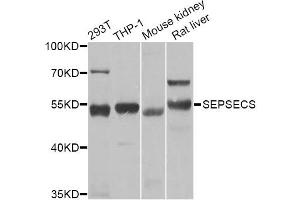 Western blot analysis of extracts of various cell lines, using SEPSECS Antibody (ABIN2559867) at 1:1000 dilution.