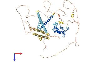 FOXP1 Protein (AA 1-705) (His tag)