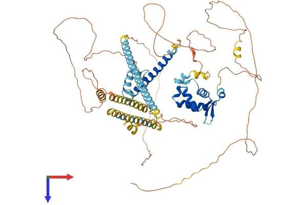 FOXP1 Protein (AA 1-705) (His tag)